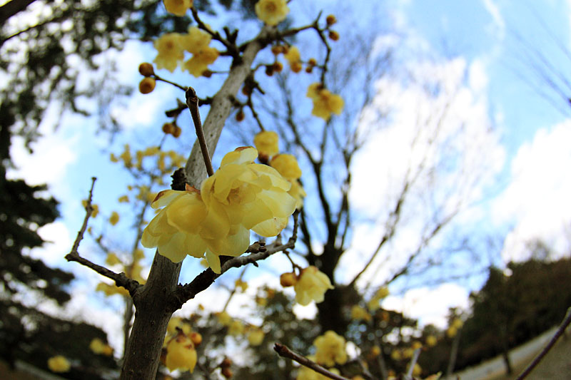 img_2492soshinroubai