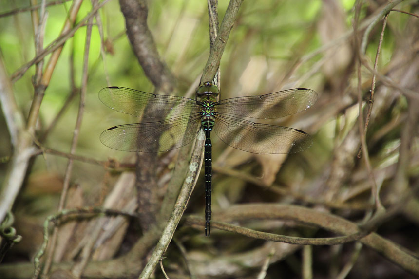 IMG_2715katoriyanma