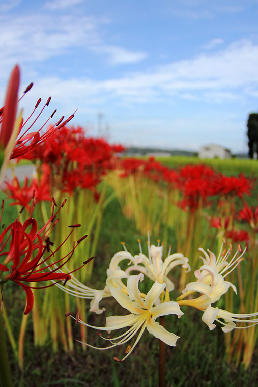 IMG_4987higanbana