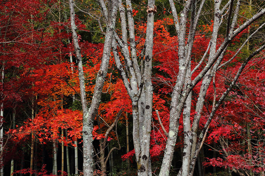 IMG_7741momiji
