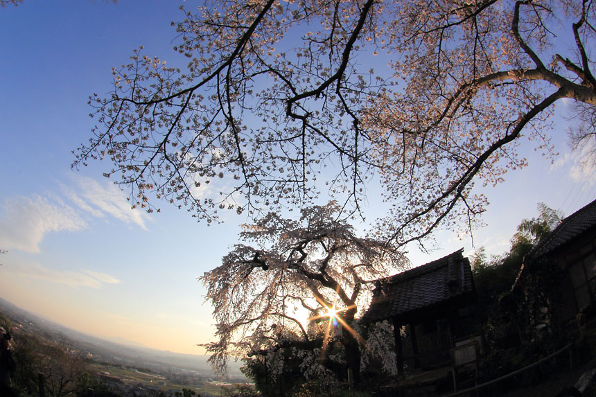 IMG_0759sakura