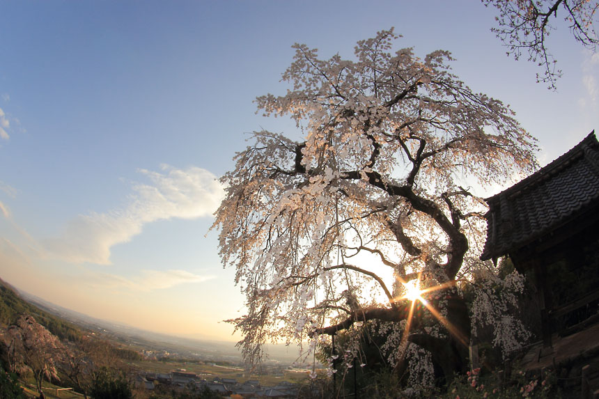 IMG_0775sakura