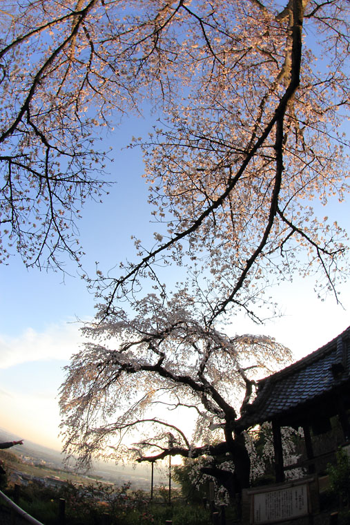IMG_0797sakura