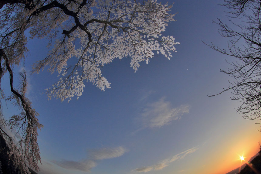 IMG_0876sakura-hdr
