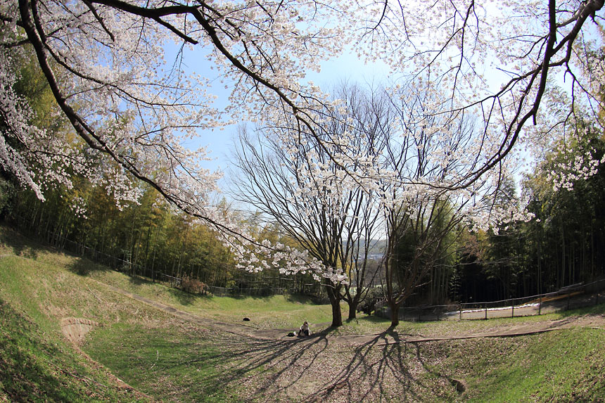 IMG_0951sakura