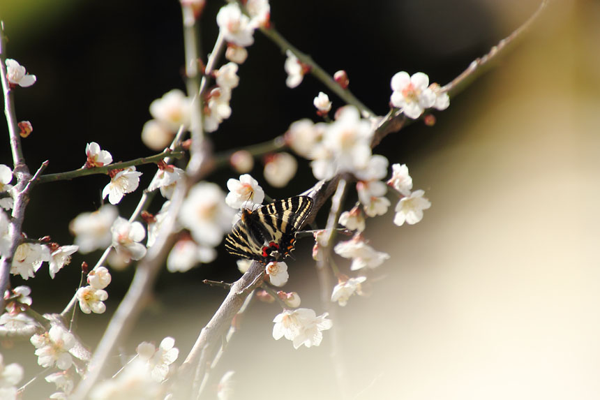 IMG_1620ume-gifu