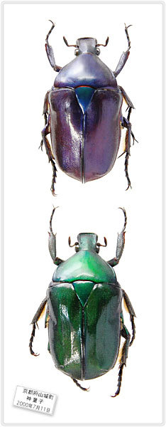 Rhomborrhina
