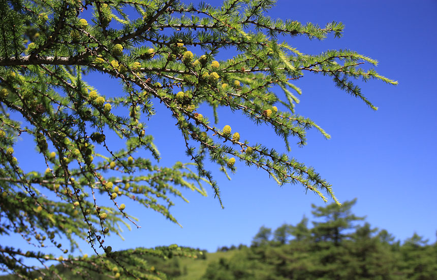 IMG_2134karamatu