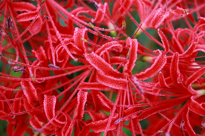 IMG_4448higanbana