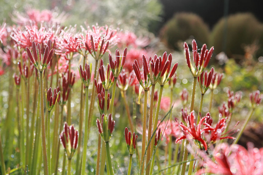 IMG_4500higanbana