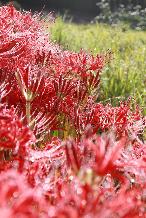 IMG_4521higanbana