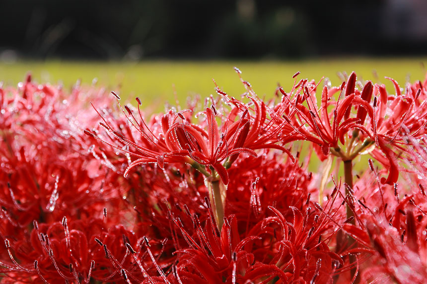 IMG_4533higanbana