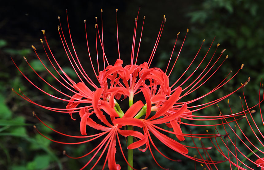 IMG_4918higanbana