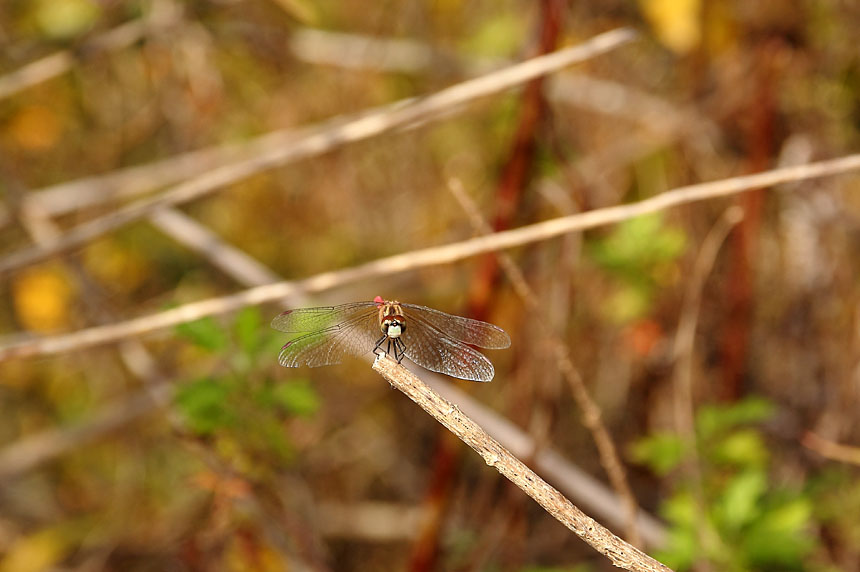 IMG_6721maikoakane