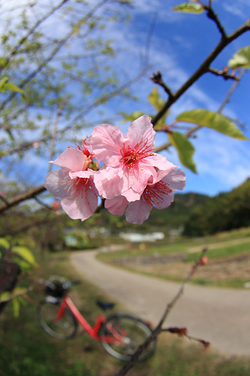 IMG_5178sakura