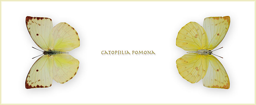 Catopsilia-pomona