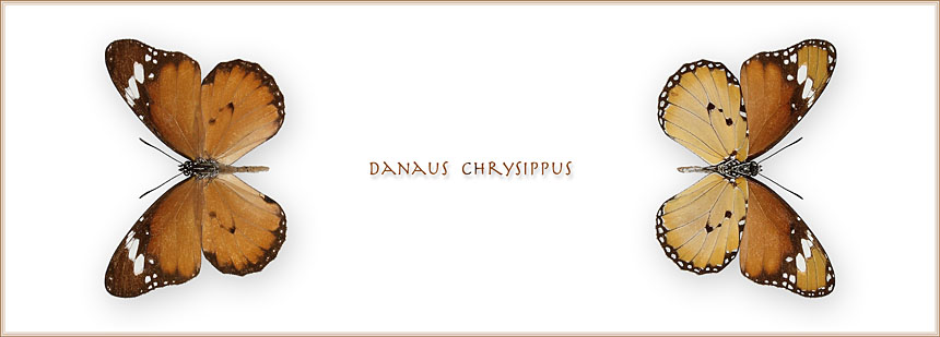 Danaus-chrysippus