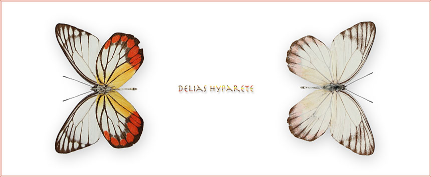Delias-hyparete