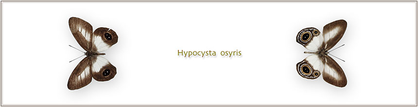Hypocysta-osyris