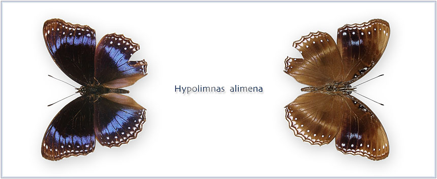 Hypolimnas-alimena