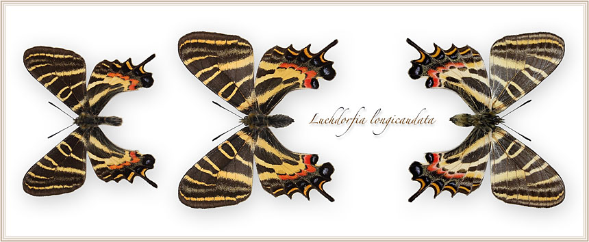 Luehdorfia-longicaudata