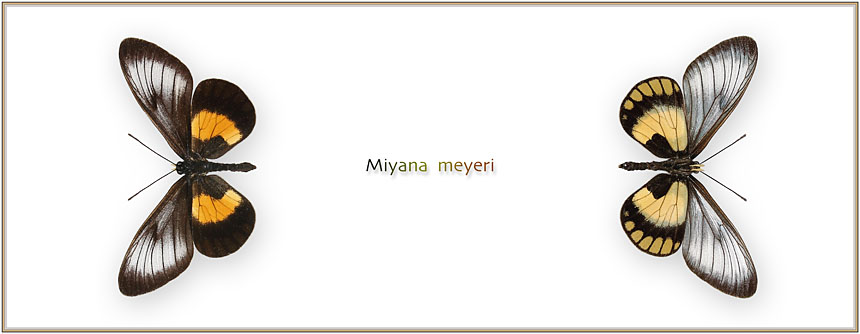 Miyana-meyeri