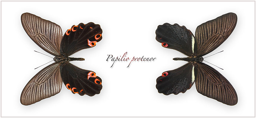 Papilio-protenor