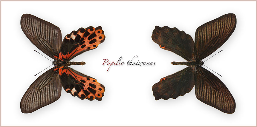 Papilio-thaiwanus