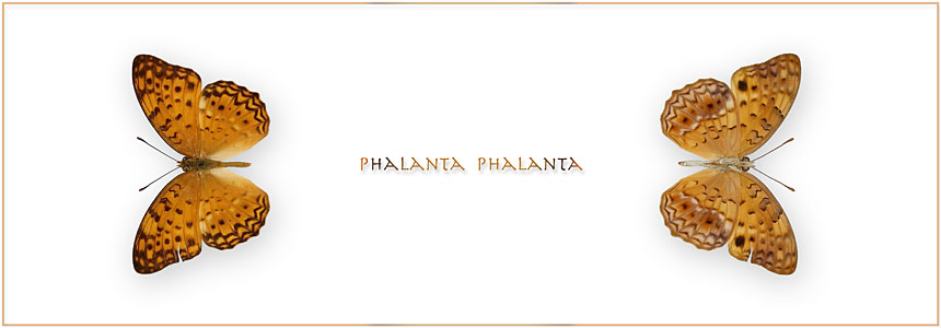 Phalanta-phalanta