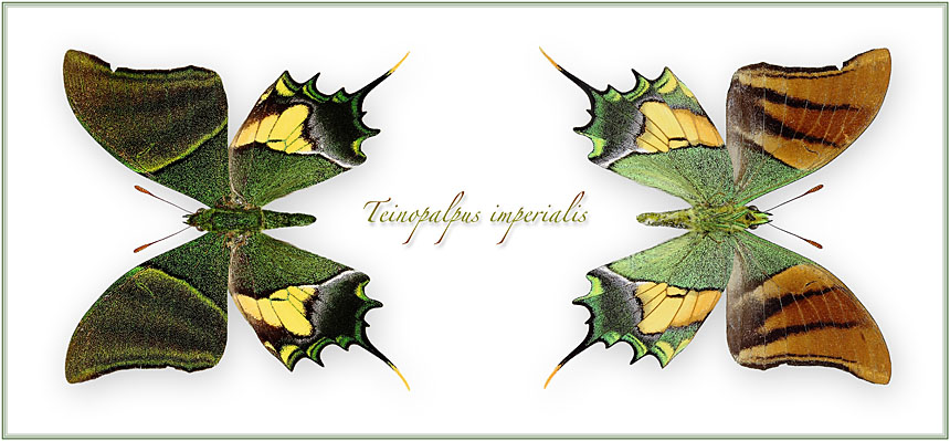 Teinopalpus-imperialis