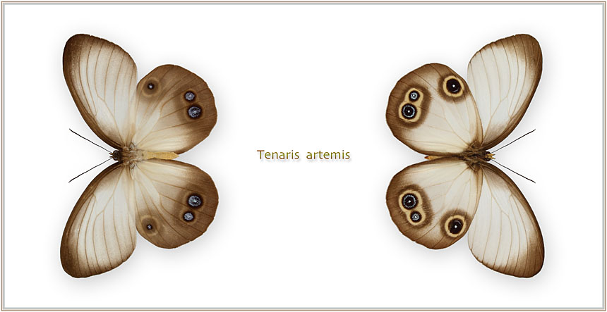 Tenaris-artemis