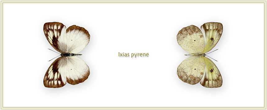 lxias-pyrene