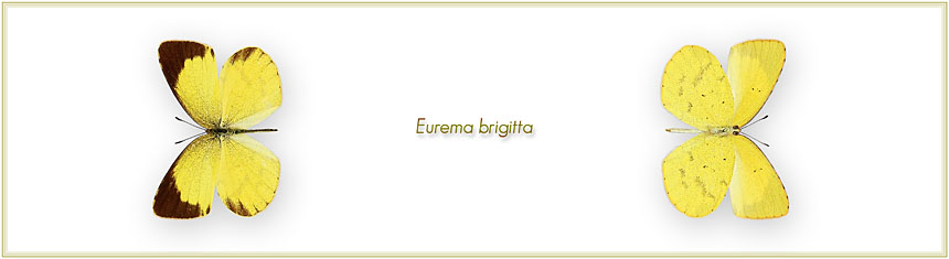 Eurema-brigitta
