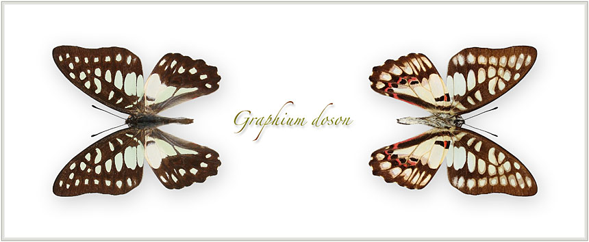 Graphium-doson