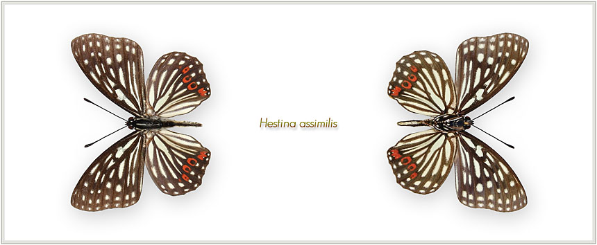Hestina-assimilis