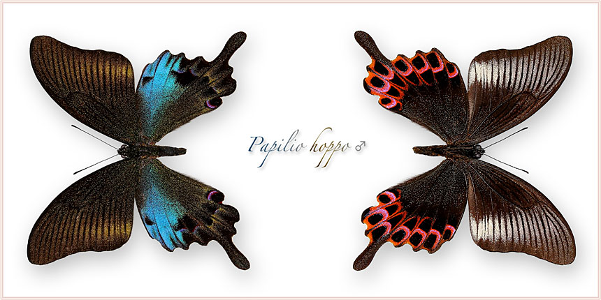 Papilio-hoppo-m