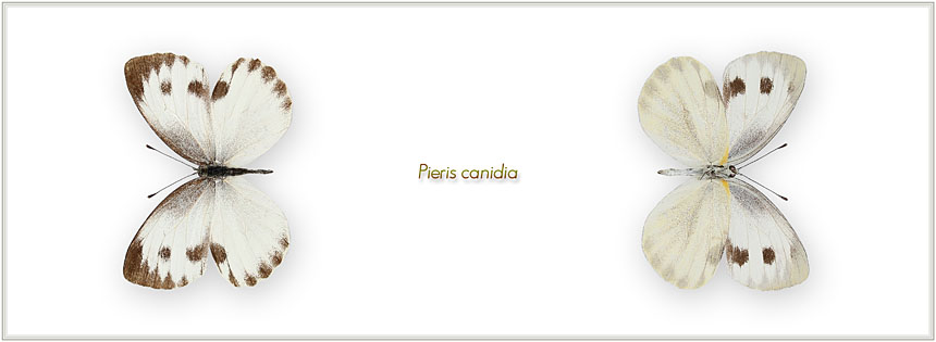 Pieris-canidia