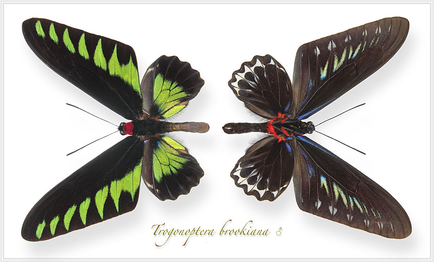 Trogonoptera-brookiana-m