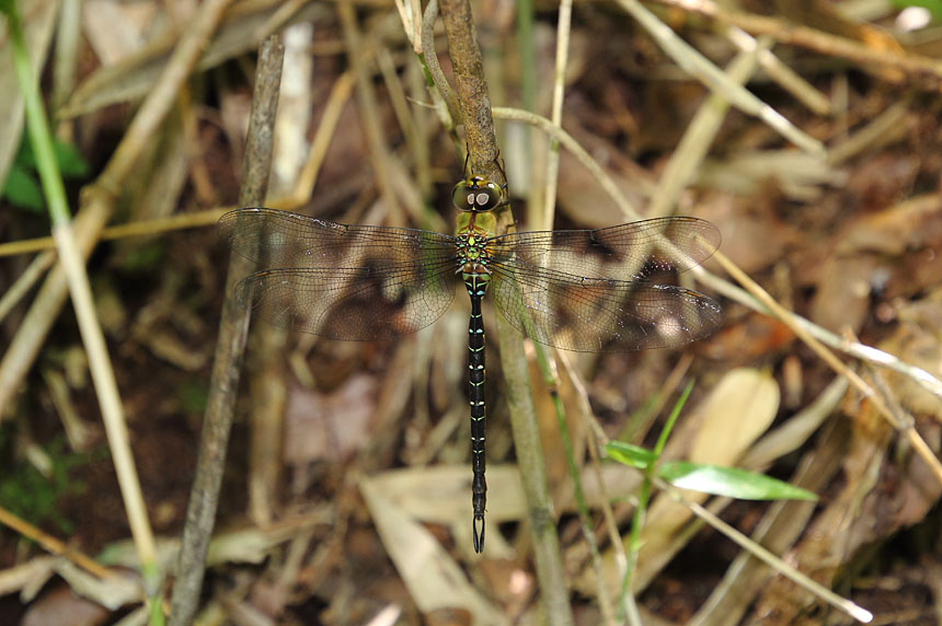 IMG_8811katoriyanma