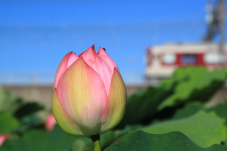 IMG_8867hasu