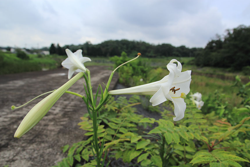 IMG_1593ubayuri