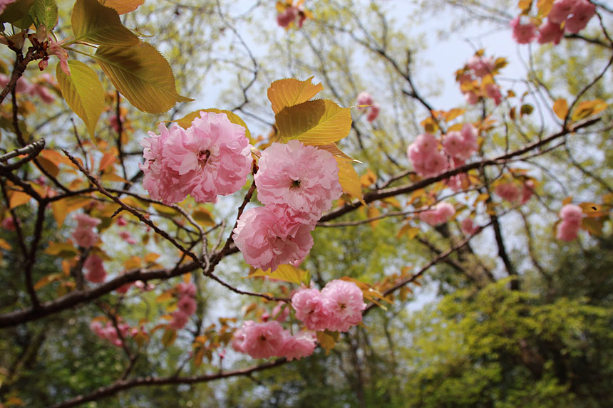 IMG_2427sakura