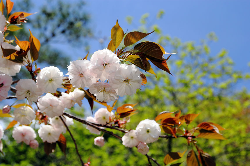 IMG_2600sakura