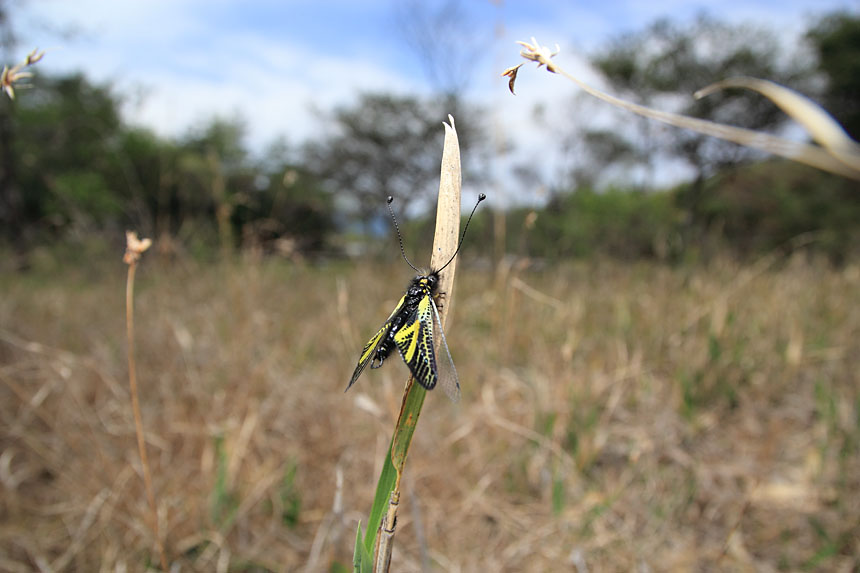 IMG_3180kibanetunotombo