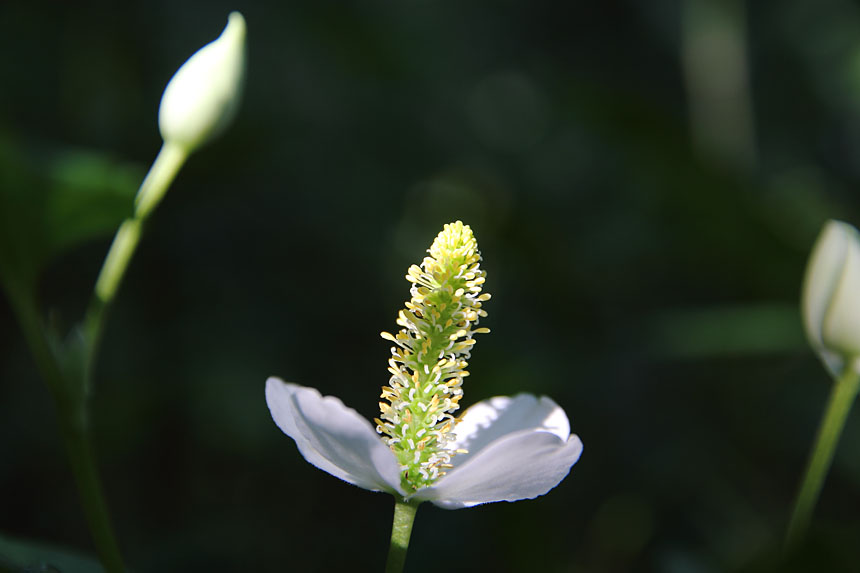 IMG_7190dokudami