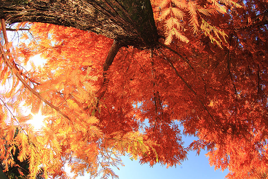 IMG_6340metasequoia