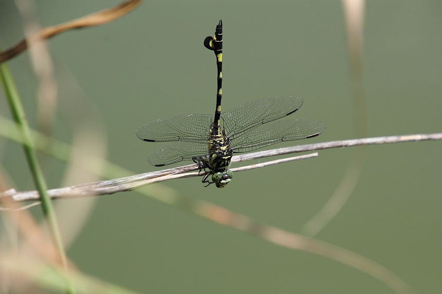 IMG_0862uchiwayanma