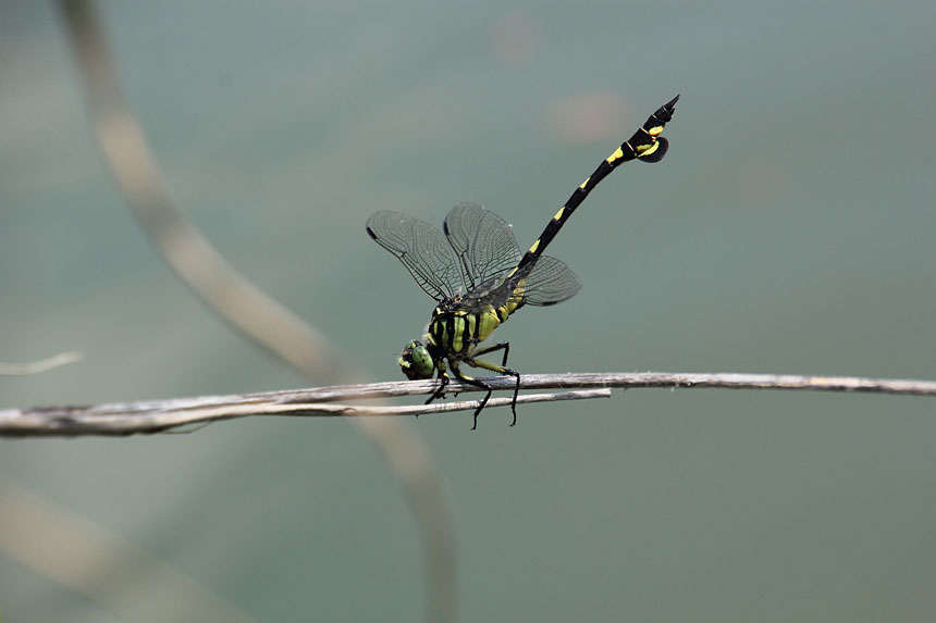 IMG_0863uchiwayanma