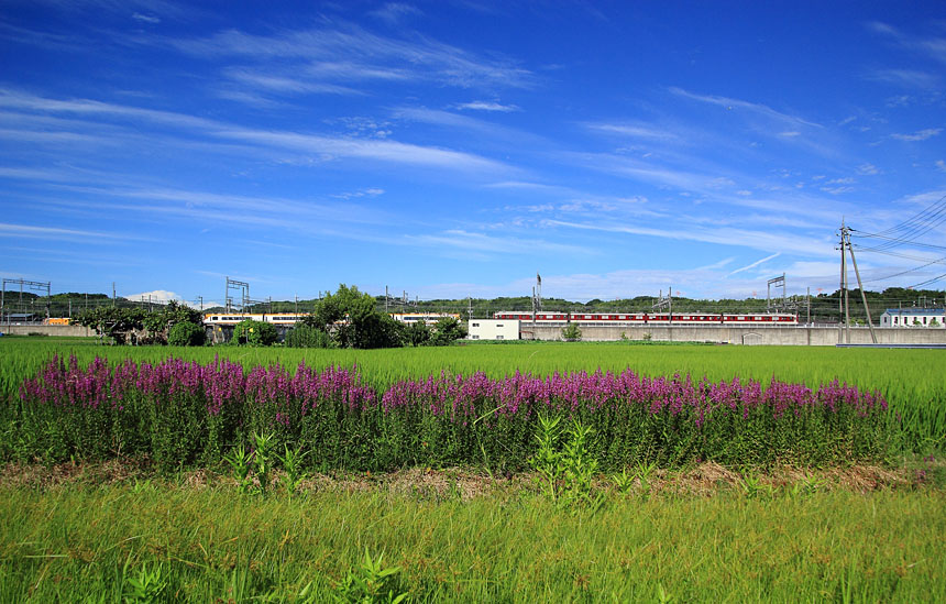 IMG_1657misohagi