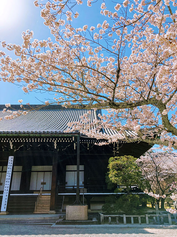komyoji-sakura